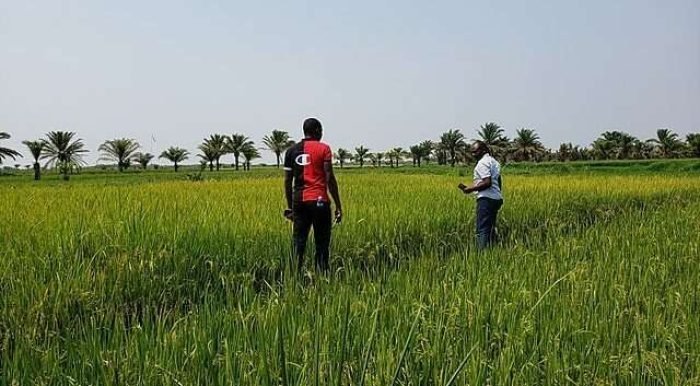640px-Rice_field_DRC 640px-Rice_field_DRC